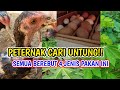 PANEN CUAN! Ternak Ayam Kampung Makin Gampang Dengan 4 Sumber Pakan Gratisan