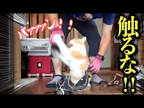 My Cat Bit Me Hard… What Happened Next Was Unexpected! - YouTube