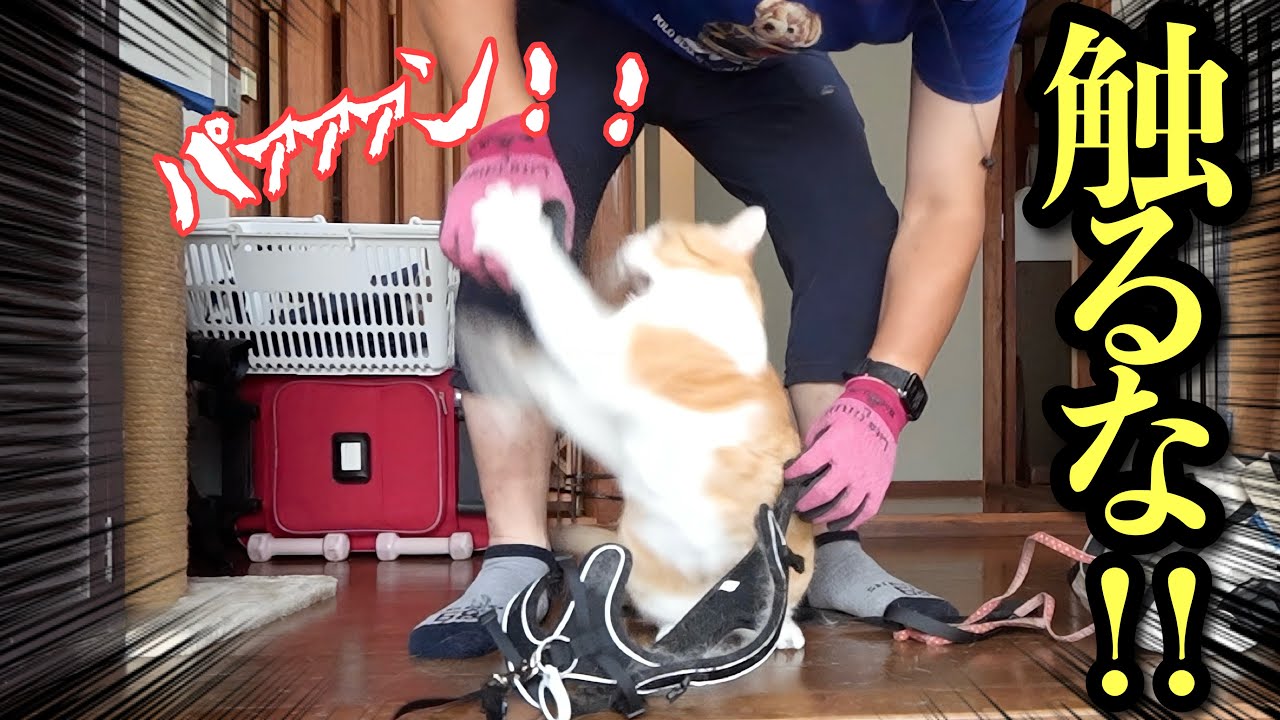 My Cat Bit Me Hard… What Happened Next Was Unexpected! - YouTube