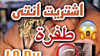 اشتريت طفرة من الحسون بتمن خيالي الهوتة ديال بصح ??