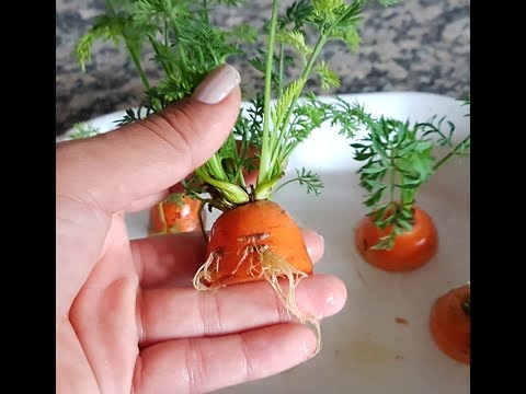 Video: Tın üzerinde Nasıl Havuç Yetiştiririm