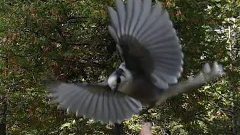 Martin's Old Off Grid Log Cabin #120 Awesome Grace of Slo-mo Canada Jays