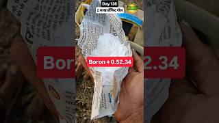 Insecticide + Fungicide + Plants Nutrients spray in Marigold Plants