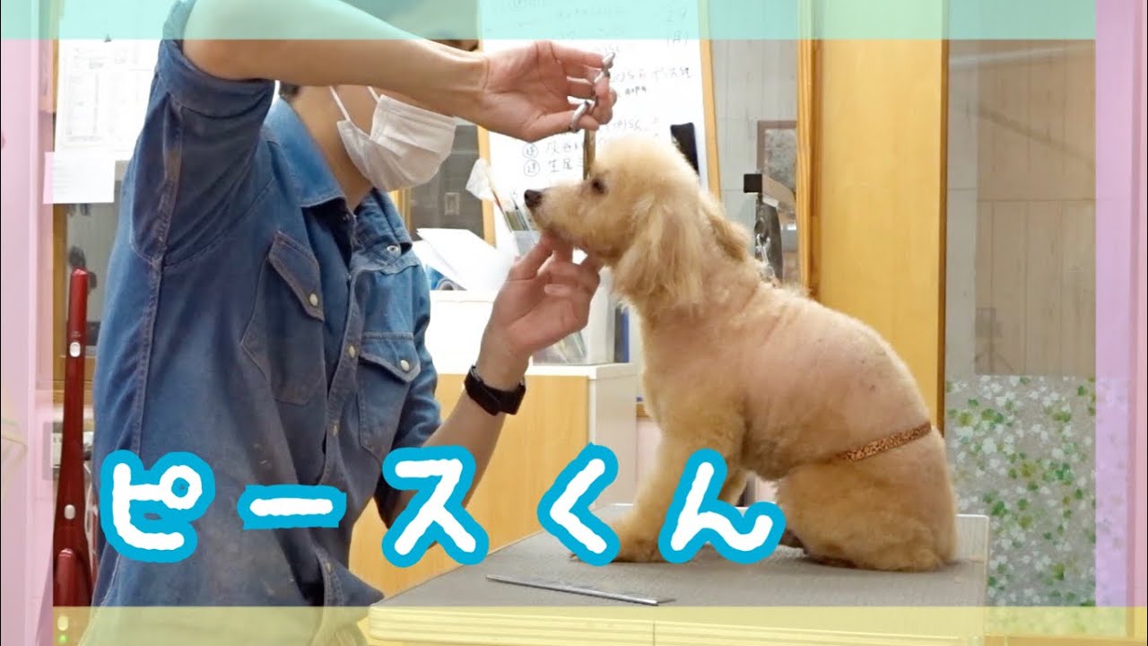 ピースくんのトリミングの様子【大阪市旭区高殿ペットケアサロンAnneve】