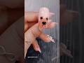 Cute Teddy Nail Art 🧸 Easy nail designs at home 🏡 #youtubeshorts #trending #nailart