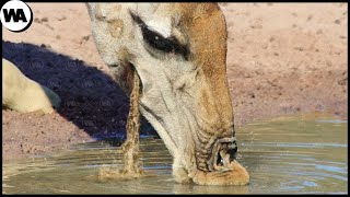 Giraffe Can't Drink Because Water Keeps Falling Out