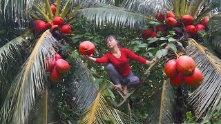 Harvesting Coconut Fruit Goes to market sell, House Repair | Anh Free Bushcraft