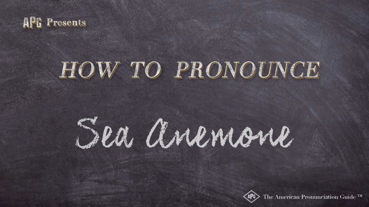 How To Pronounce Sea Anemone | Sea Anemone Pronunciation - Youtube