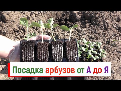 Выращивание арбузов от А до Я - 3 часть. Посадка арбузов в открытый грунт, что класть в лунку