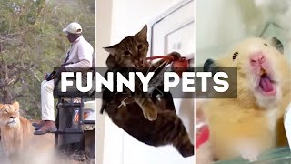 Funny Cat, Dog &amp; Animal Videos | Funny Pets Compilation - 13