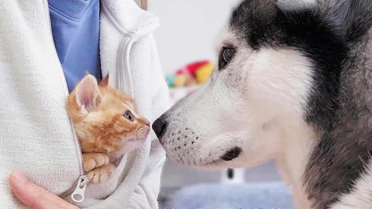 初めて大型犬を見た子猫がこうなっちゃいました