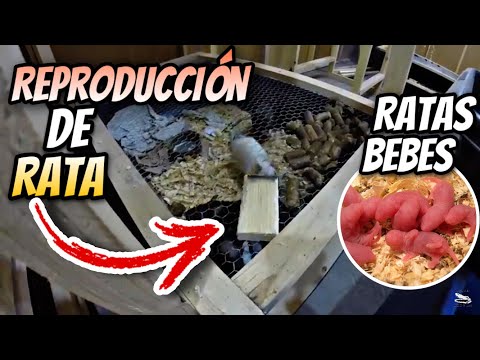 Video: Cómo Criar Ratas