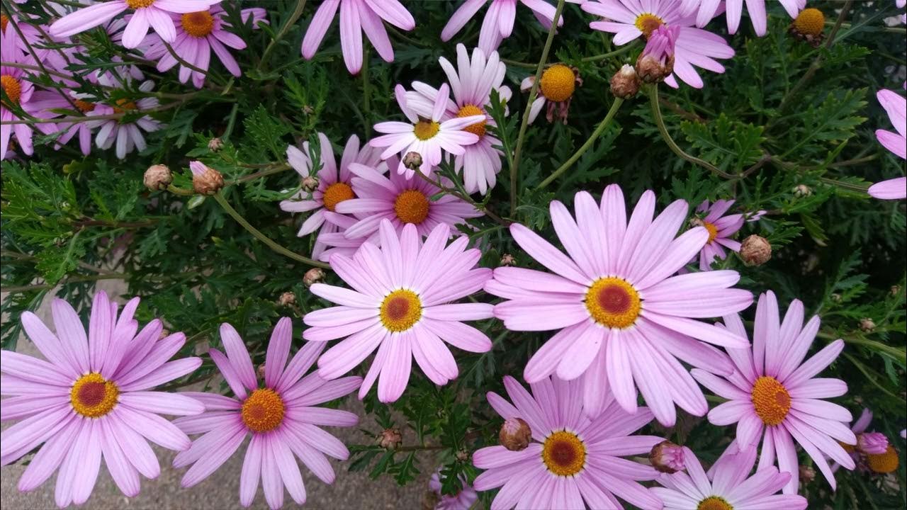 Bird chirping nature sound stress relief 9minutes - YouTube