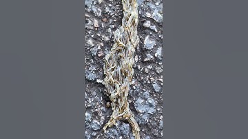 Fungus Gnat Larvae moving in "Snake impersonation" formation Video 2