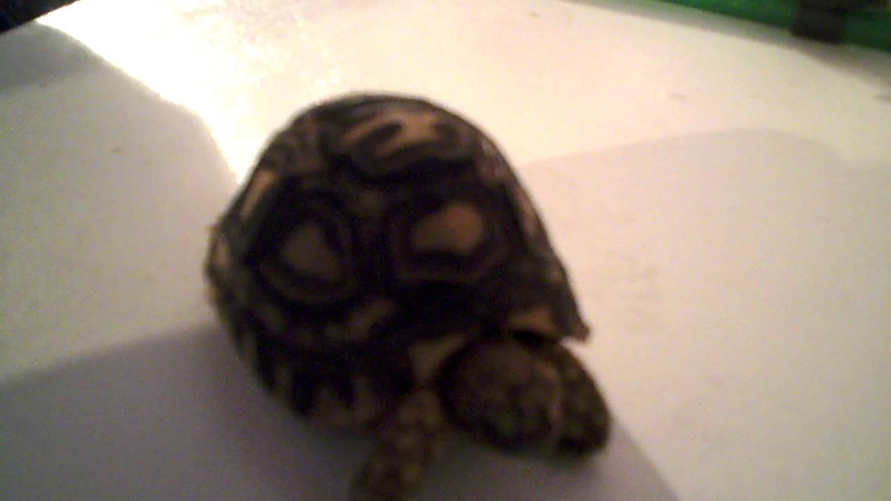 camera iphone 8 plus apk My Leopard Tortoise