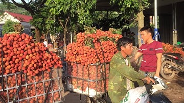 Cập nhật giá vải ngày 1/7/2020 | Vải thiều vùng cao rất nhiều xe mua hàng | bản sắc miền núi