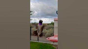 Black-Chinned Hummingbird poses for video!