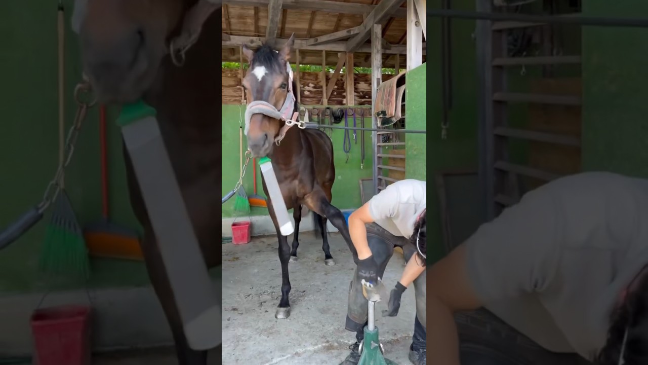A mischievous 3-year-old horse - YouTube