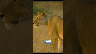 Львы напали на львиц #звери #animals #животные