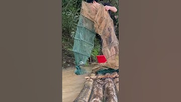 #shorts(p1539) đánh bắt cá bằng lồng bát quái