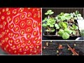 How to Grow Strawberries from Fruit Seeds