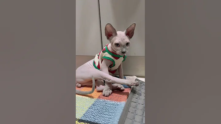 Watch the video about Cute Sphynx Kitten playing with her tail while grooming. 【Bengal Rocket】