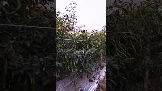 Cabe Boos Tavi Di Dataran Menengah