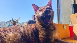Autotuned Cat - Part 2