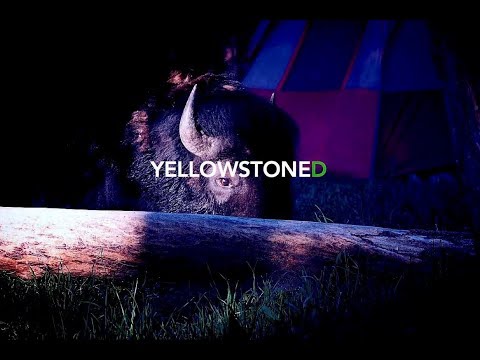 Video: Per Favore, Non Lasciare La Pista A Yellowstone