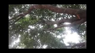 KIDAWA PART TWO~4 mkombozi arts group