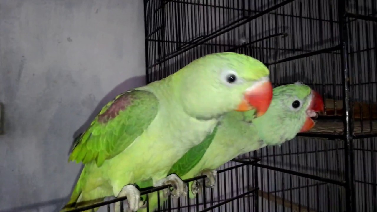 moustache parrot talking to babies How To Train Parrot To Talk | Teaching Alexanderine Parrot to Talk