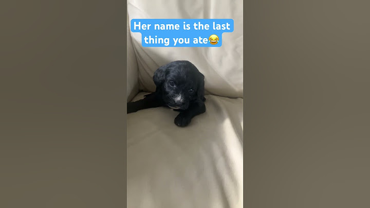 Lmk in the comments! #puppy #cuteanimal #fypviralシ #cute #dogcute