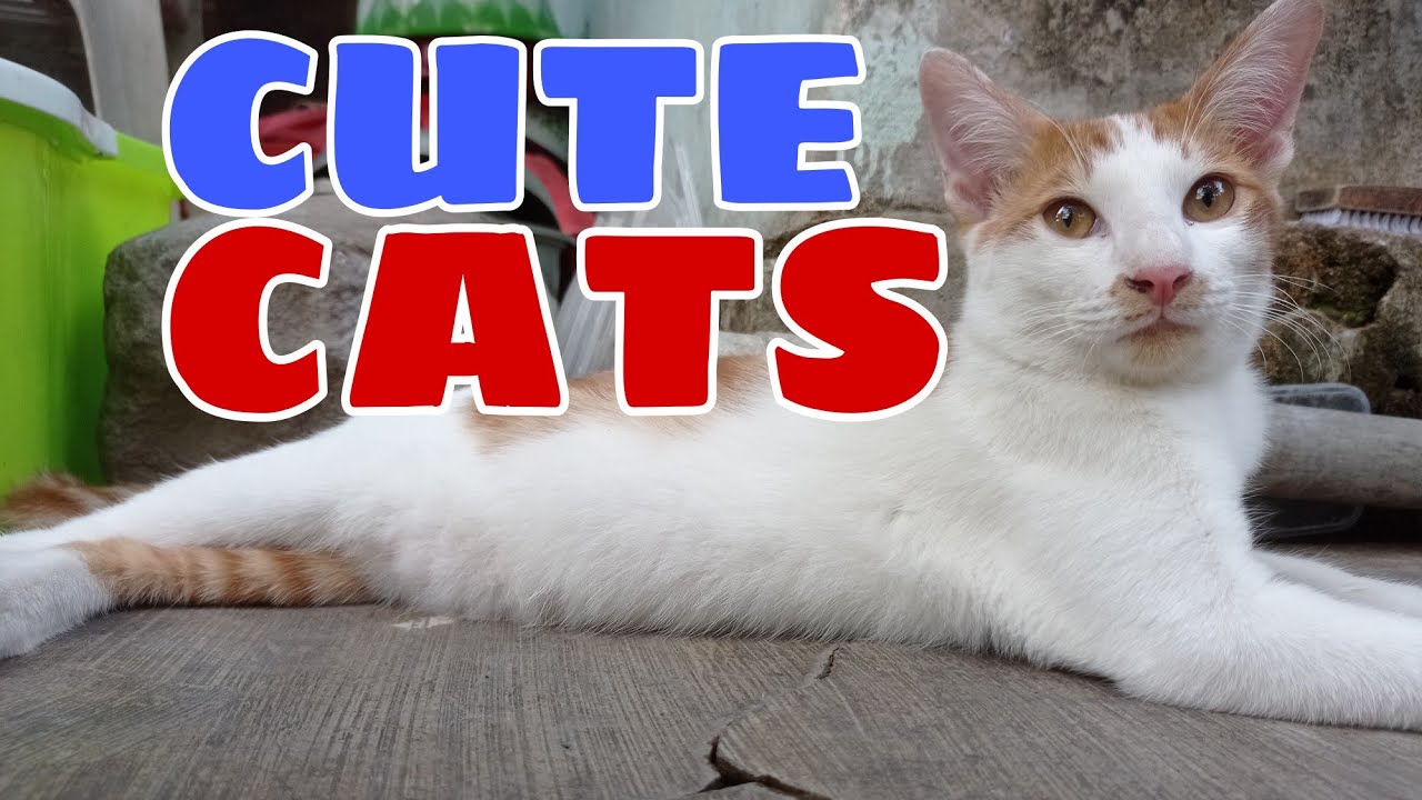 Compilation of Cute and funny cat videos cute kittens 30 YouTube