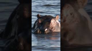 Lions Face the Hippo Territory Challenge #natgeo #returnofthelion