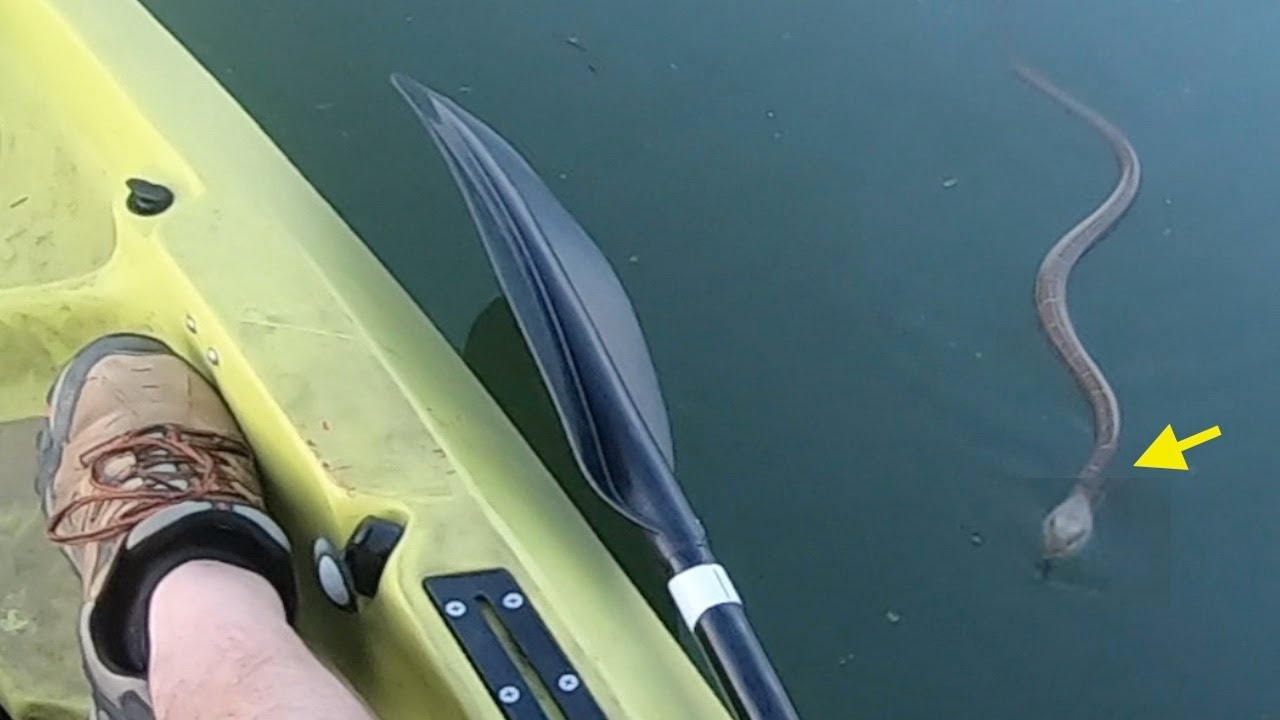 A SNAKE Comes At Me - Lake Arthur