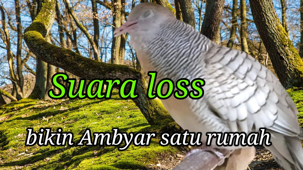 🔴 dengarkan suara ini bikin gacor permanen #perkututgacor #perkututsilver 