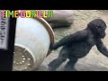 【ゴリラ ASMR】キンタロウ「コロナでも庭師になるもん」【gorilla 京都市動物園】Kintaro "I'll be a gardener even at COVID-19"