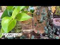 ALL MY WATER AND PERLITE PROPAGATIONS | My Secrets To Successful Propagation