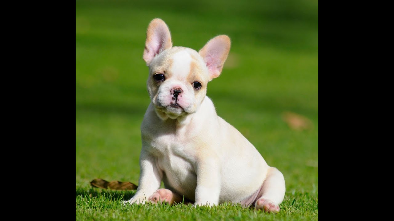 Mini Fawn French bulldog puppies for sale 786-206-9330 ...