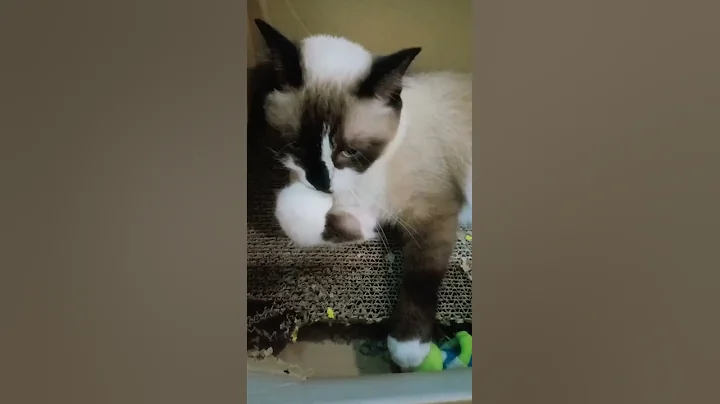 Watch the video about April the Snowshoe Cat loves boxes