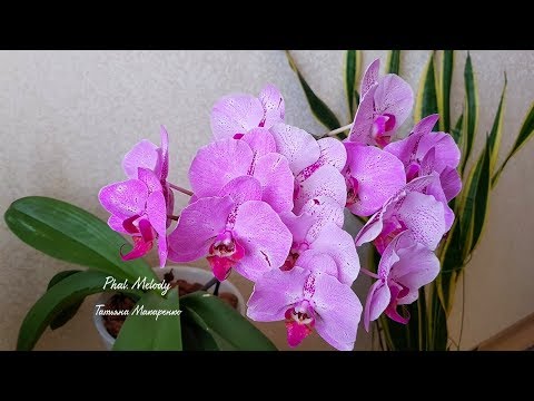 Video: Je! Orchid Ya Phalaenopsis Ni Maua Kwa Wavivu?