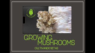 GROWING MUSHROOMS. Cultivando setas. Timelapse.