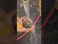 Alevlerin Arasında Kalan Bir Kaplumbağa İtfaiyeciler Tarafından Böyle Kurtarıldı! #shorts