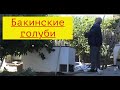 Бакинские голуби Александра Ивановича в Астрахани