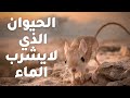 تعرف علي الحيوان الذي لا يشرب الماء ابدا اليربوع