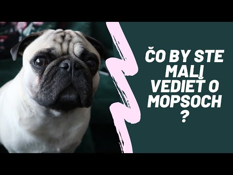 Video: Čo je to mopslík?