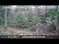 Best Trail Cam Footage of 2020