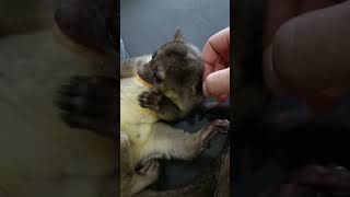 Bruno, The Kinkajou 😍😍 #animals #cuteanimals #funnyanimals #kinkajou #potosflavus #saberanimal