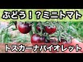 【プランターミニトマト】トスカーナバイオレットの栽培と食味、糖度
