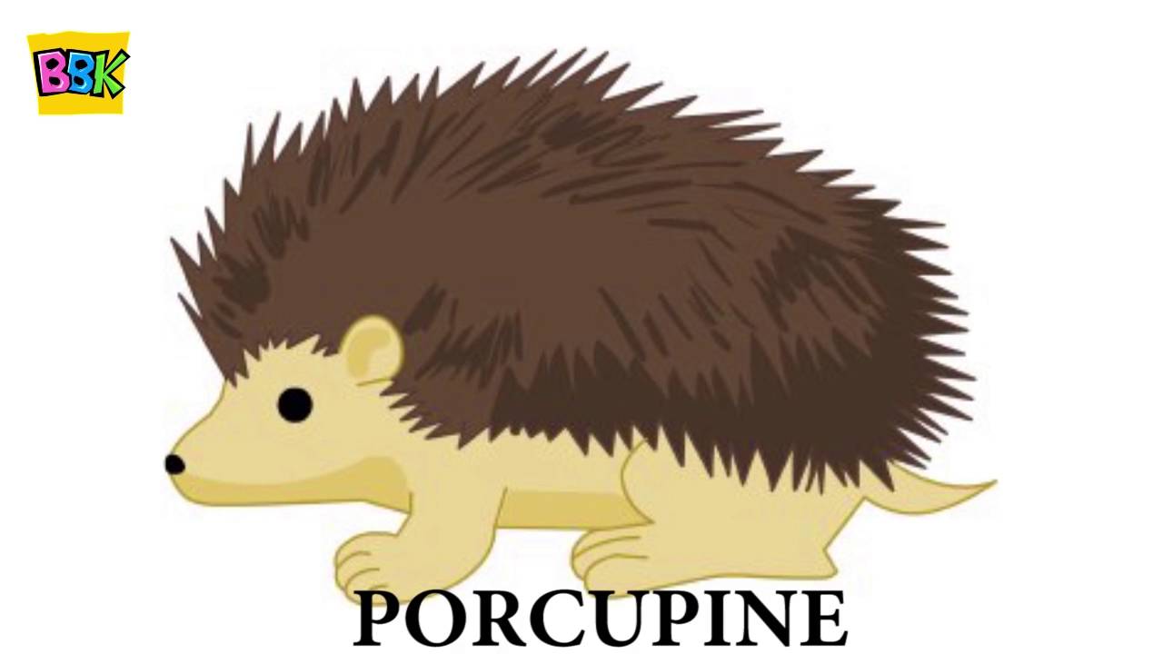 Finger Family Nursery Rhymes Porcupine Animal Finger Family Songs Collection For Kids Youtube
